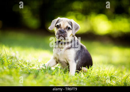 Cane domestico (Canis lupus f. familiaris), giovane maschio Puggle seduti in un prato con una margherita nel muso, Germania Foto Stock