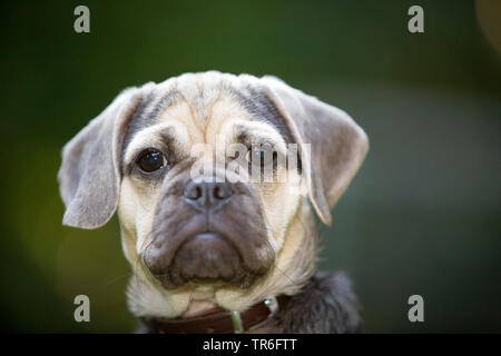 Puggle (Canis lupus f. familiaris), giovane maschio Puggle, ritratto, Germania Foto Stock