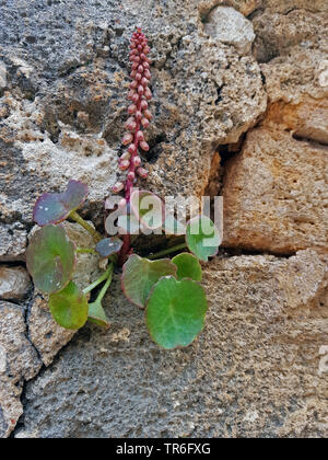 Ombelico di Venere, centella (Umbilicus rupestris), crescendo in un muro di pietra, Isole Baleari Spagna, Maiorca Foto Stock