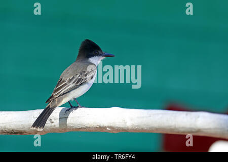 Caretta kingbird (Tyrannus caudifasciatus), seduto su un guard-rail, Cuba Foto Stock