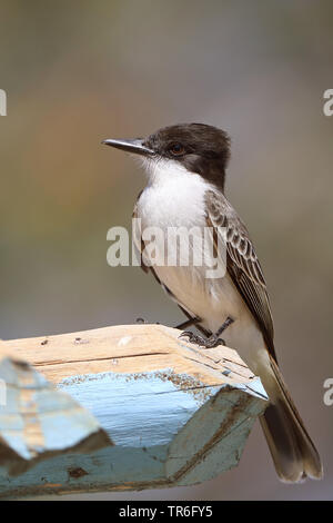 Caretta kingbird (Tyrannus caudifasciatus), seduti su una capanna, Cuba, Zapata Parco Nazionale Foto Stock