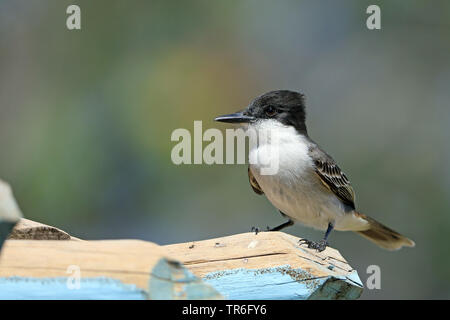 Caretta kingbird (Tyrannus caudifasciatus), seduti su una capanna, Cuba, Zapata Parco Nazionale Foto Stock