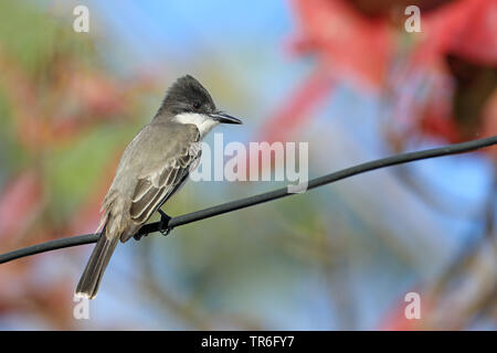 Caretta kingbird (Tyrannus caudifasciatus), seduti su una linea, Cuba, Zapata Parco Nazionale Foto Stock