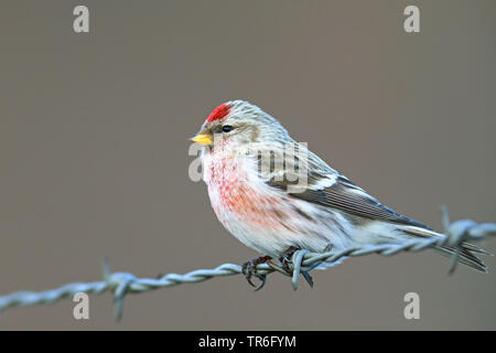 Redpoll, redpoll comune (Carduelis flammea, Acanthis flammea), su un ontano, Paesi Bassi, Gelderland Foto Stock