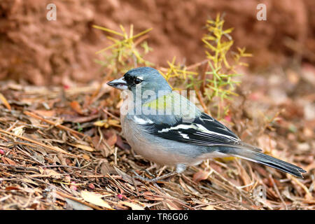 La Palma (fringuello Fringilla coelebs spodiogenys, Fringilla spodiogenys), maschio seduto a terra, Marocco, Hoher Atlas Foto Stock