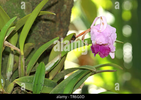 Cattleya orchid (Cattleya), in corrispondenza di un tronco di albero, Cuba Foto Stock