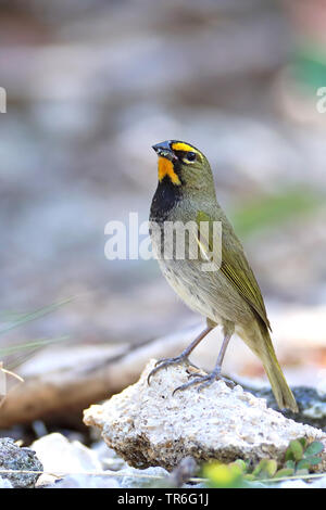 Giallo-di fronte Grassquit (Tiaris olivaceus), maschile seduto su una pietra sul terreno, Cuba Cayo Coco Foto Stock