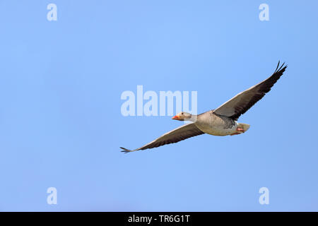 Graylag goose (Anser anser), in volo, Paesi Bassi, Frisia Foto Stock