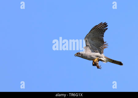 Astore (Accipiter gentilis), in volo con catturato starling sul artigli, Paesi Bassi, Texel Foto Stock