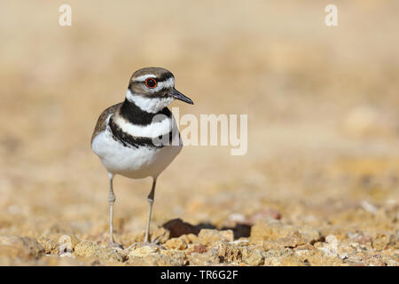 Killdeer plover (Charadrius vociferus), giovani killdeer plover in piedi sul suolo pietroso, Cuba, Casilda Foto Stock