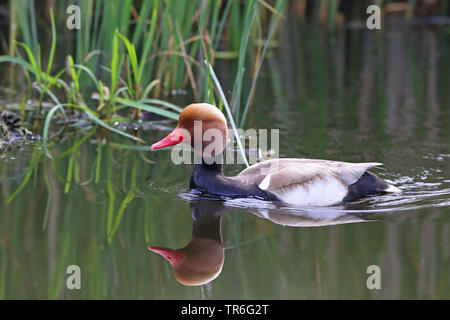 Rosso-crested pochard (Netta rufina), nuoto drake, Paesi Bassi, Frisia Foto Stock