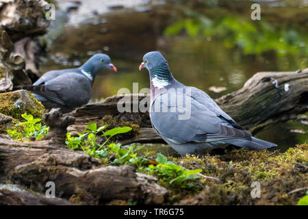 Il Colombaccio ( Columba palumbus), coppia in corrispondenza di un luogo di acqua nella foresta, Svizzera, Sankt Gallen Foto Stock