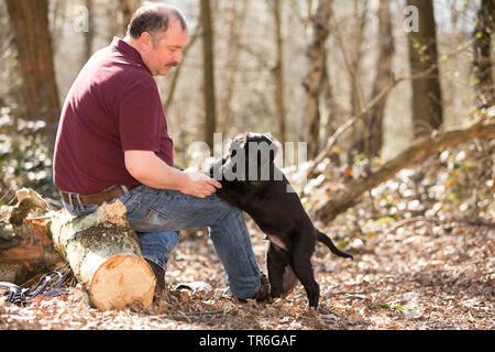 Appartamento rivestite Retriever (Canis lupus f. familiaris), uomo seduto con cucciolo nella foresta, Germania Foto Stock