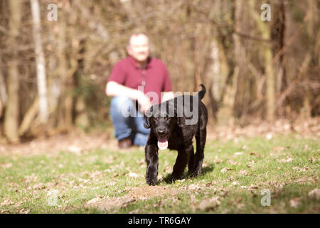 Appartamento rivestite Retriever (Canis lupus f. familiaris), il cucciolo a piedi in un prato, Germania Foto Stock