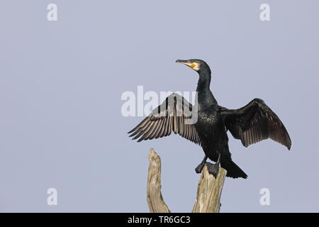 Cormorano (Phalacrocorax carbo), seduto su un albero snag asciugando le ali, Paesi Bassi, Frisia Foto Stock
