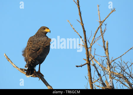 Comune di Black Hawk (Buteogallus anthracinus), seduto su un albero, Cuba, Casilda Foto Stock