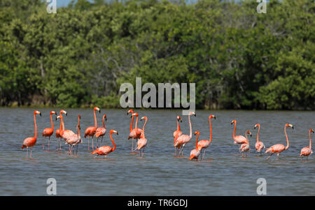 Fenicottero maggiore, American flamingo, Caribbean Flamingo (Phoenicopterus ruber ruber), gruppo in una soluzione salina, Cuba, Zapata Parco Nazionale Foto Stock