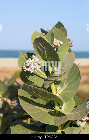 Calotrope, Apple di Sodoma, Sodoma apple, stabragh, Osheror stabragh (Calotropis procera, Asclepias procera, Asclepias gigantea), fiori, Capo Verde Foto Stock