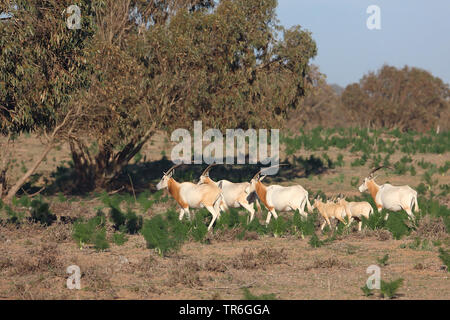 Scimitar oryx, scimitar-cornuto oryx (Oryx dammah), passeggiate allevamento di animali giovani, Marocco, Souss Massa Parco Nazionale Foto Stock