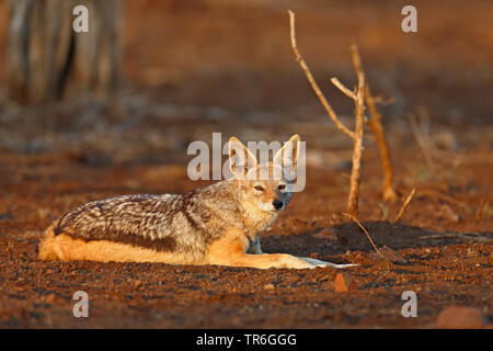 Nero-backed jackal (Canis mesomelas), che giace nella savana, Sud Africa, Krueger National Park Foto Stock