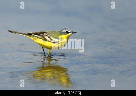 Wagtail giallo (Motacilla flava), maschio alla ricerca di cibo in acqua, Grecia, Lesbo Foto Stock