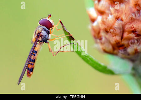 La marmellata di arance hoverfly (Episyrphus balteatus), seduto su un impianto, in Germania, in Renania settentrionale-Vestfalia, Bergisches Land Foto Stock