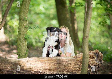 Pastore australiano (Canis lupus f. familiaris), cucciolo con una giovane donna a morto un tronco di albero in una foresta, Germania Foto Stock