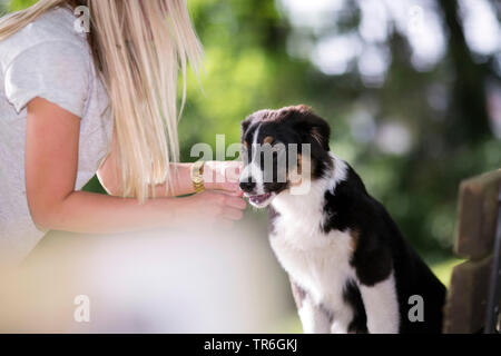 Pastore australiano (Canis lupus f. familiaris), cucciolo seduto accanto a mistress, Germania Foto Stock
