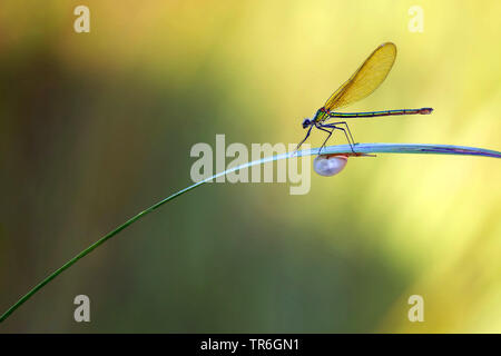 Nastrare blackwings, agrion nastrati, nastrati demoiselle (Calopteryx splendens, Agrion splendens), femmina seduto su una foglia con la lumaca, Svizzera Foto Stock