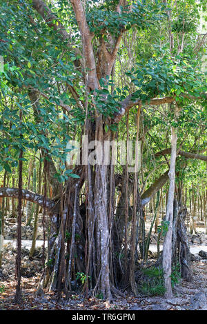 Strangler fig (Ficus spec.), tronchi, Cuba, Zapata Parco Nazionale Foto Stock