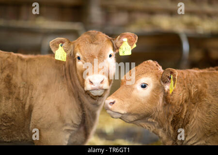 Gli animali domestici della specie bovina (Bos primigenius f. taurus), due vitelli in un granaio di vacca, ritratto, Germania Foto Stock