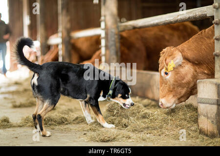 Appenzell bovini cane (Canis lupus f. familiaris), brontolii di un allevamento bovino in un granaio di vacca, Germania Foto Stock