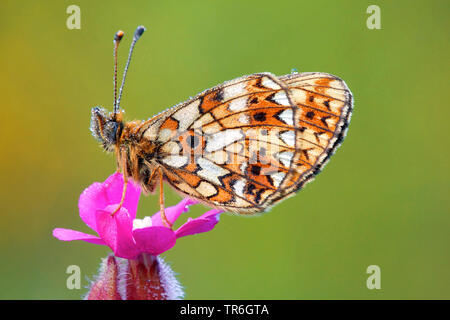 Piccola perla-delimitata fritillary (Clossiana selene, Boloria selene), seduto su un rosso Campion, in Germania, in Renania settentrionale-Vestfalia, Bergisches Land Foto Stock