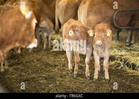 Gli animali domestici della specie bovina (Bos primigenius f. taurus), due vitelli e mucche nella stalla, Germania Foto Stock