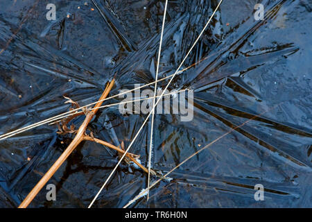 Skulptures di ghiaccio in un torrente Riva, in Germania, in Renania settentrionale-Vestfalia, Bergisches Land Foto Stock