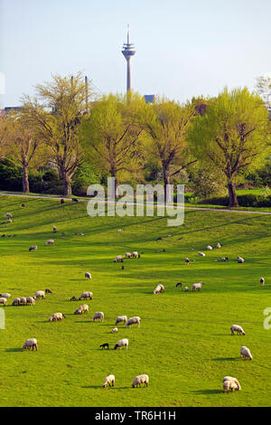 Gli animali domestici delle specie ovina (Ovis ammon f. aries), gregge di pecore sul Reno prati, Torre sul Reno in background, in Germania, in Renania settentrionale-Vestfalia, Niederkassel, Duesseldorf Foto Stock