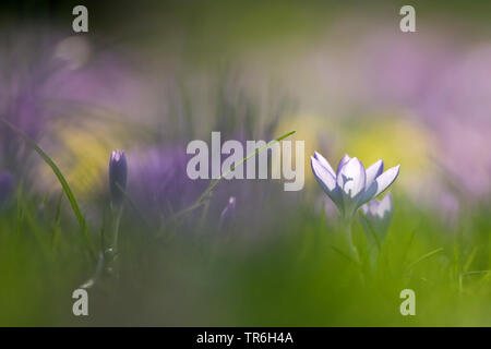 Inizio Crocus, Bosco crocus, Tomasini's crocus (Crocus tommasinianus), crocus in fiore in un prato in presenza di luce solare, Germania Foto Stock