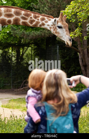 Giraffa angolano, Smoky giraffe (Giraffa camelopardalis angolensis), madre e figlia sul braccio tenendo fotos di una giraffa in uno zoo, in Germania, in Renania settentrionale-Vestfalia Foto Stock