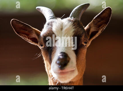 Capra domestica (Capra hircus, Capra aegagrus f. hircus), ritratto, Germania Foto Stock