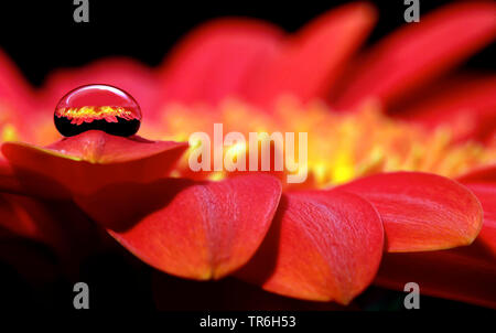 Barebeton Daisy, Gerbera, Transvaal Daisy, Gerbera Daisy (Gerbera jamesonii), fiore riflettendo in un waterdrop Foto Stock