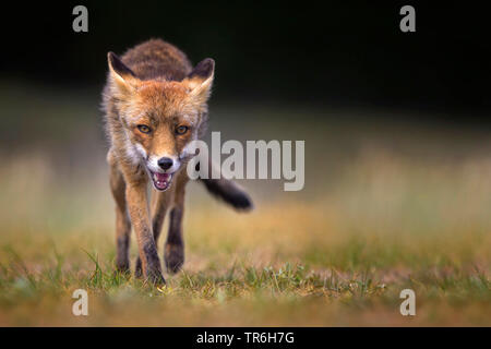 Red Fox (Vulpes vulpes vulpes), l'esecuzione di una linea retta su un sentiero di bosco, Germania, Hesse, Westerwald Foto Stock