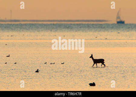 Il cervo (Cervus elaphus), hind attraversando la baia di IJsselmeer, Paesi Bassi, Ijsselmeer Foto Stock