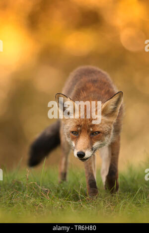 Red Fox (Vulpes vulpes vulpes), camminando su un prato, Germania, Hesse, Westerwald Foto Stock