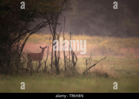 Il cervo (Cervus elaphus), fawn in polvere di mattina, in Germania, in Renania settentrionale-Vestfalia, Bergisches Land Foto Stock