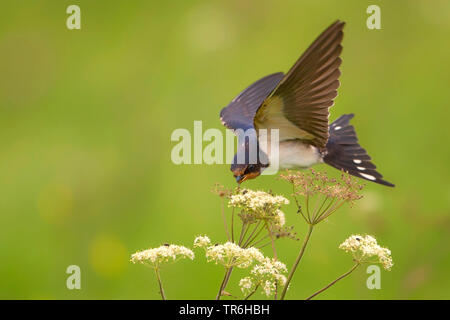 Barn swallow (Hirundo rustica), beccare una mosca da un umbellifer, Paesi Bassi, Frisia Foto Stock