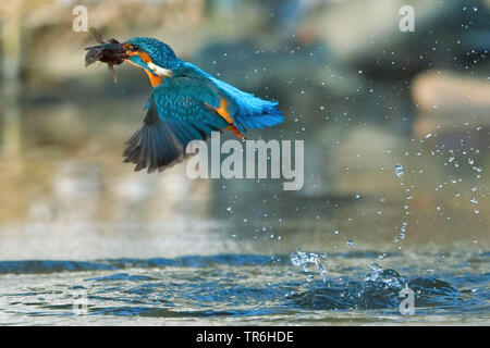 Fiume kingfisher (Alcedo atthis), tenendo fuori dall'acqua con catturato sculpin, in Germania, in Renania settentrionale-Vestfalia, Bergisches Land Foto Stock
