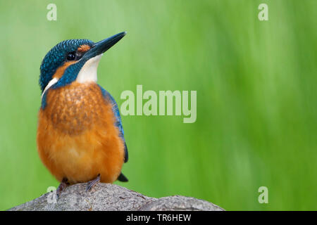 Fiume kingfisher (Alcedo atthis), giovane maschio del peering il suo nuovo ambiente, in Germania, in Renania settentrionale-Vestfalia, Bergisches Land Foto Stock