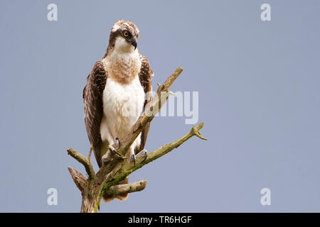 Osprey, pesce hawk (Pandion haliaetus), i capretti come ospite in Bergisches Land, Germania, Renania settentrionale-Vestfalia, Bergisches Land Foto Stock