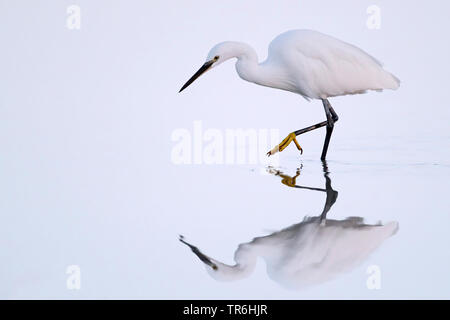 Garzetta (Egretta garzetta), la caccia nella riserva naturale del Parco Naturale de S'Albufera, Isole Baleari Spagna, Maiorca Foto Stock