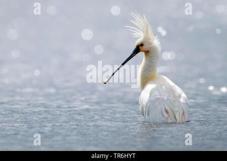 White spatola (Platalea leucorodia), in piedi in acqua con vento in coda, Paesi Bassi, Frisia Foto Stock